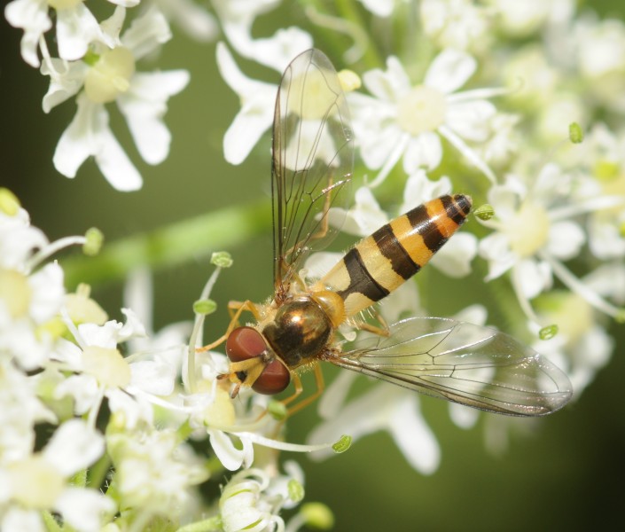 ComputerHotline - Syrphidae sp. (by) (10)