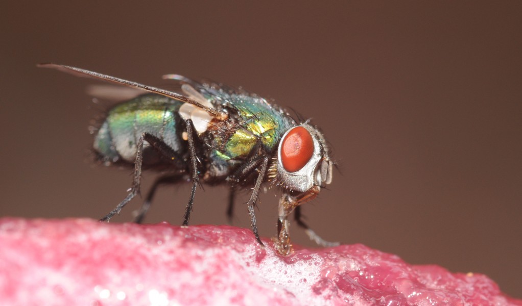 ComputerHotline - Diptera sp. (by) (6)
