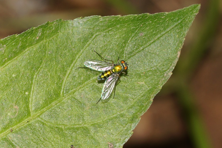 Condylostylus Sp 6986