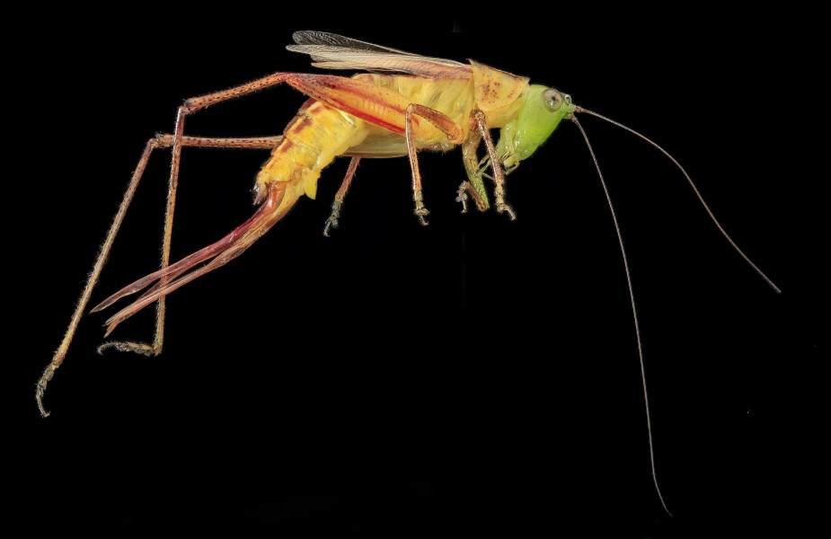Conocephalus, U, Side, MD, PG County 2013-07-30-15.43.34 ZS PMax (9416488560)