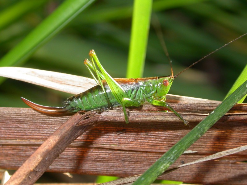 Conocephalus dorsalis (2389018854)