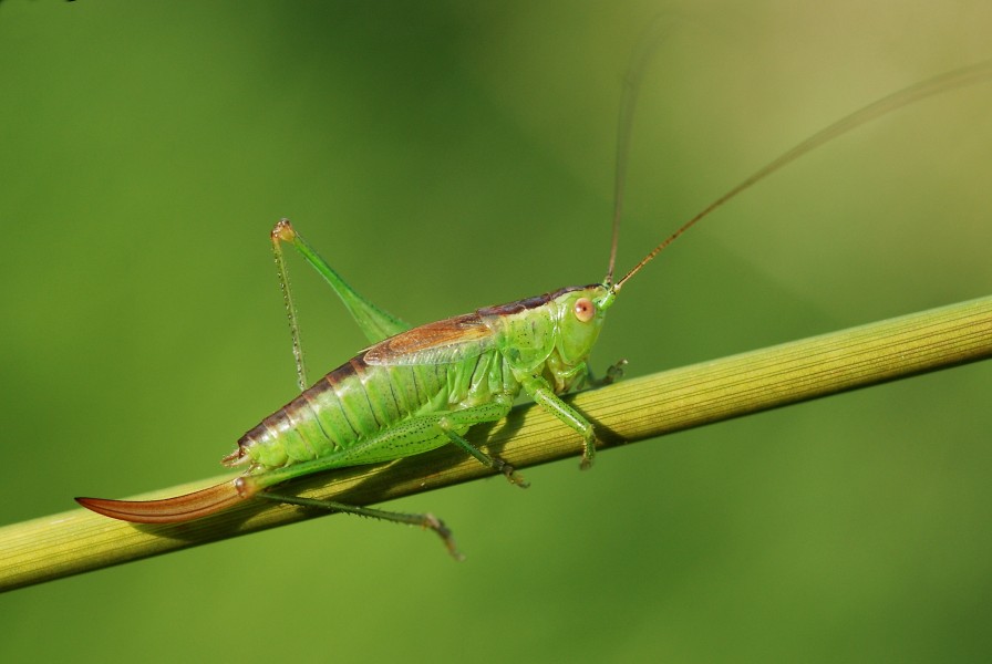 Conocephalus dorsalis female (5030815457)