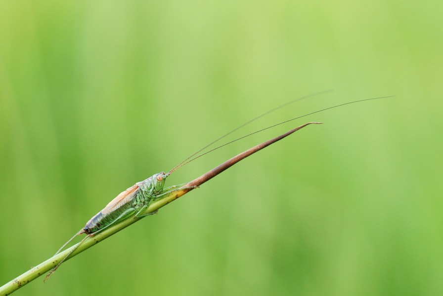Conocephalus dorsalis male (5030825035)