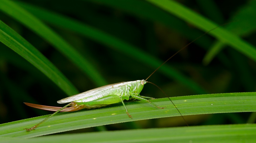 Conocephalus fuscus