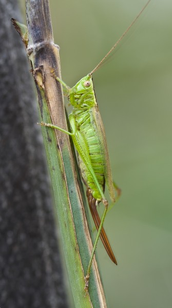 Conocephalus fuscus pjt1