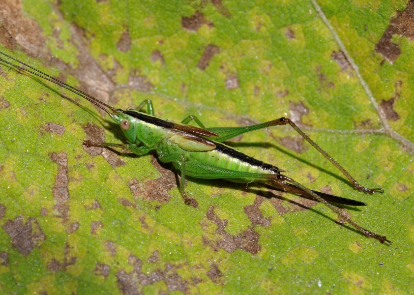 Conocephalus fuscus qtl1