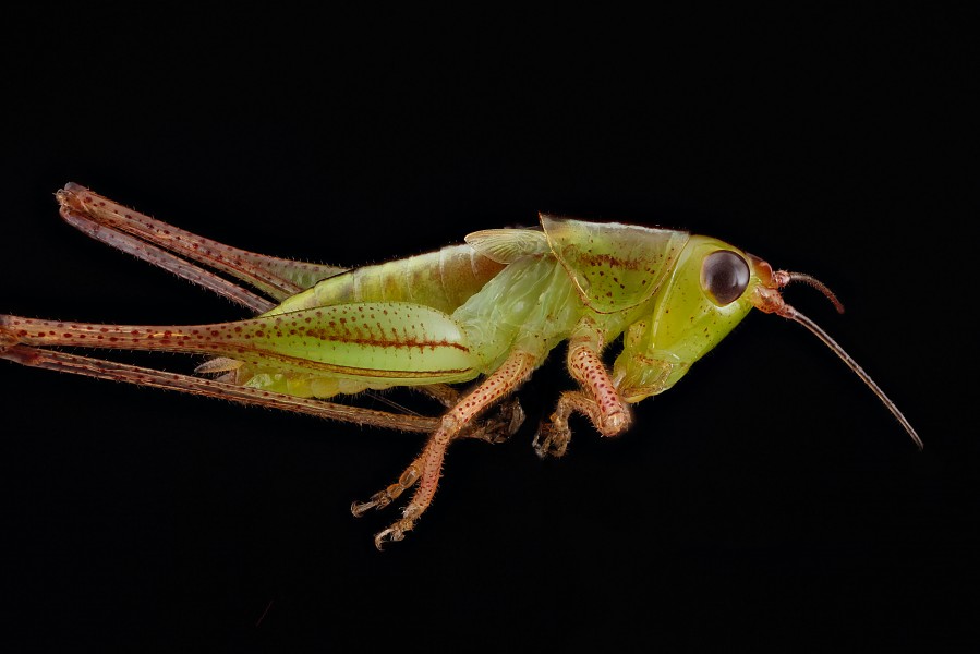 Conocephalus sp