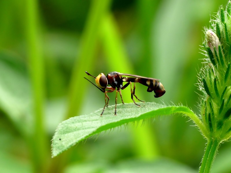 Conopidae by kadavoor