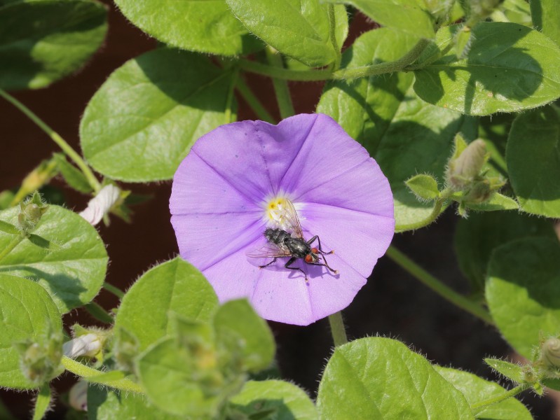 Convolvulus sabatius met insect
