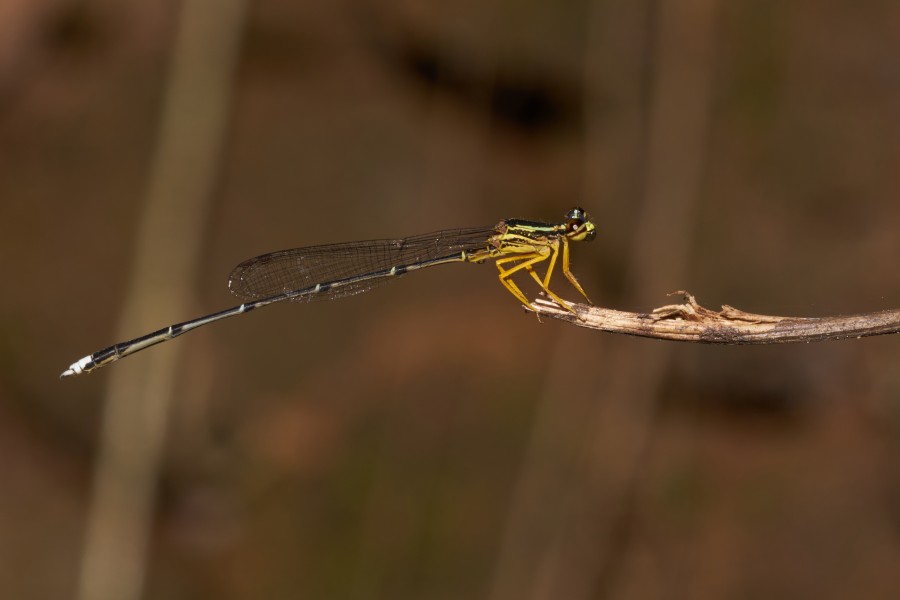 Copera marginipes-Kadavoor-2016-11-11-001