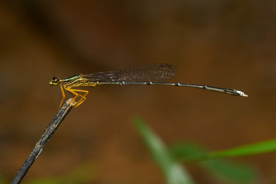 Copera marginipes-Kadavoor-2016-11-26-002
