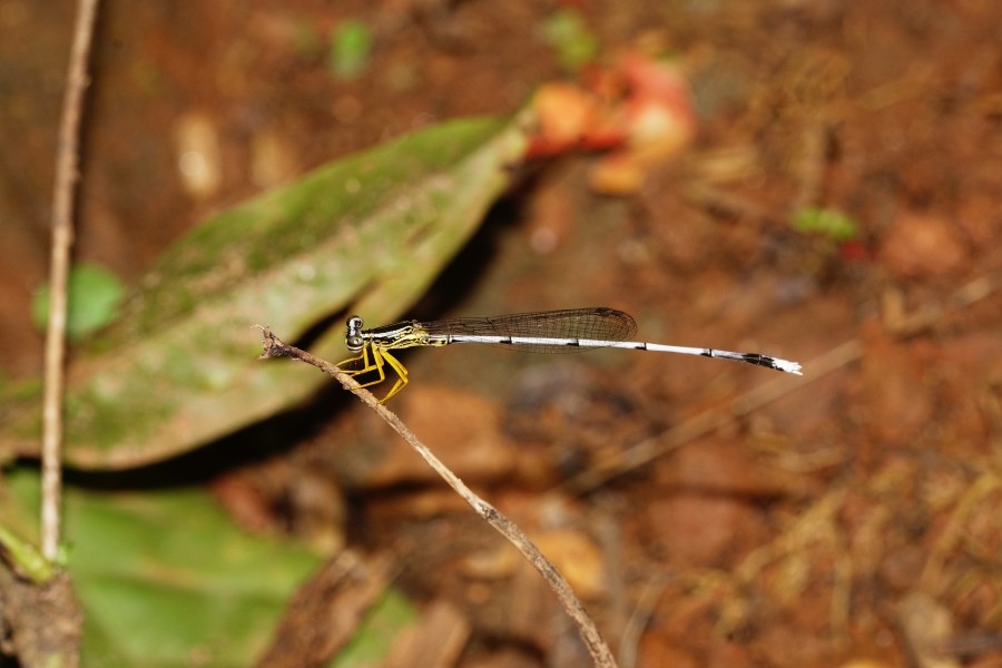 Copera marginipes-male 4955