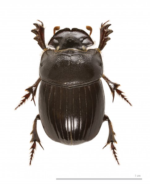 Copris lunaris. MHNT