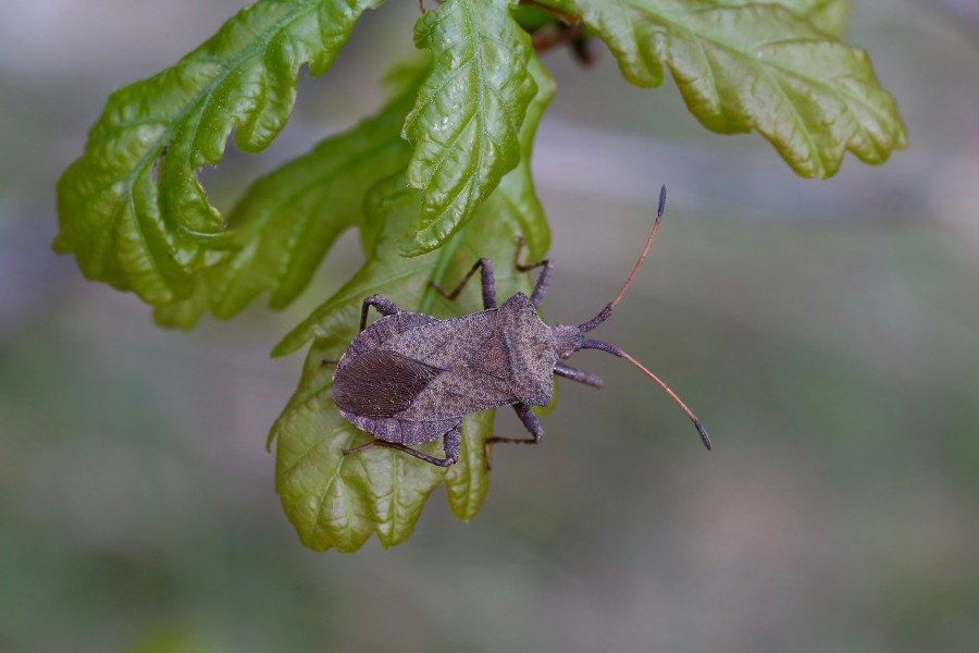 Coreus marginatus (Coreidae) (26455785014)