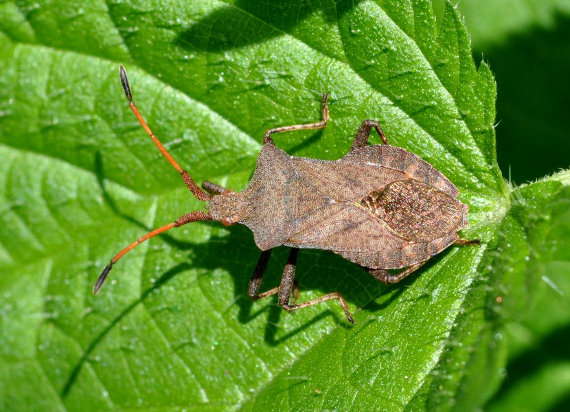 Coreus marginatus qtl1
