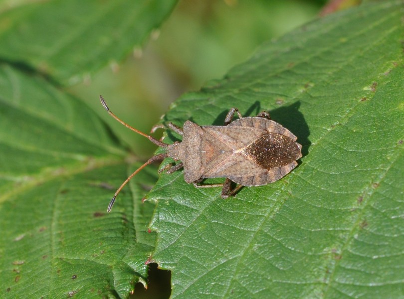 Coreus marginatus qtl4