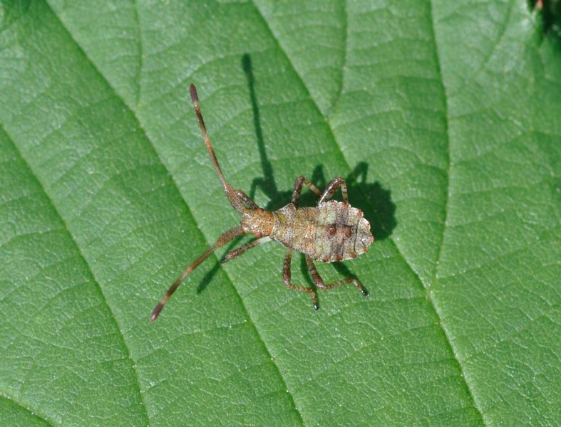 Coreus marginatus qtl5