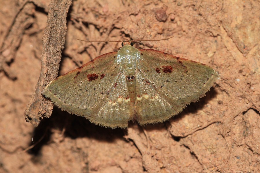 Corgatha sp. ? (Erebidae, Boletobiinae, Aventiini) (6133799300)