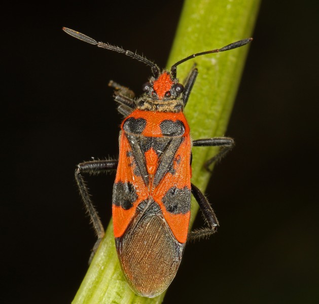 Corizus-hyoscyami-Zimtwanze