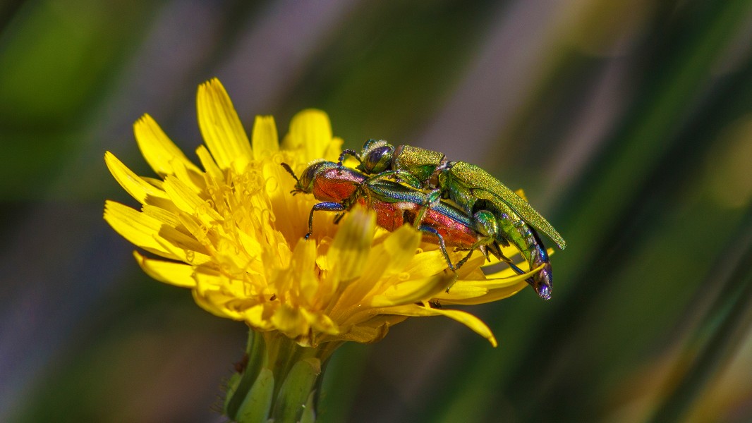 Couple de Bupreste hongrois (17647998069)