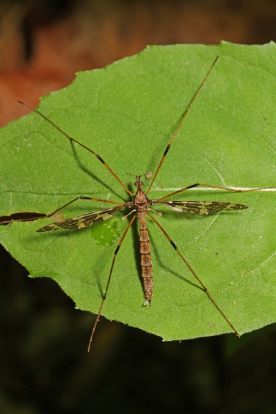 Crane Fly - Epiphragma fasciapenne, Leesylvania State Park, Woodbridge, Virginia