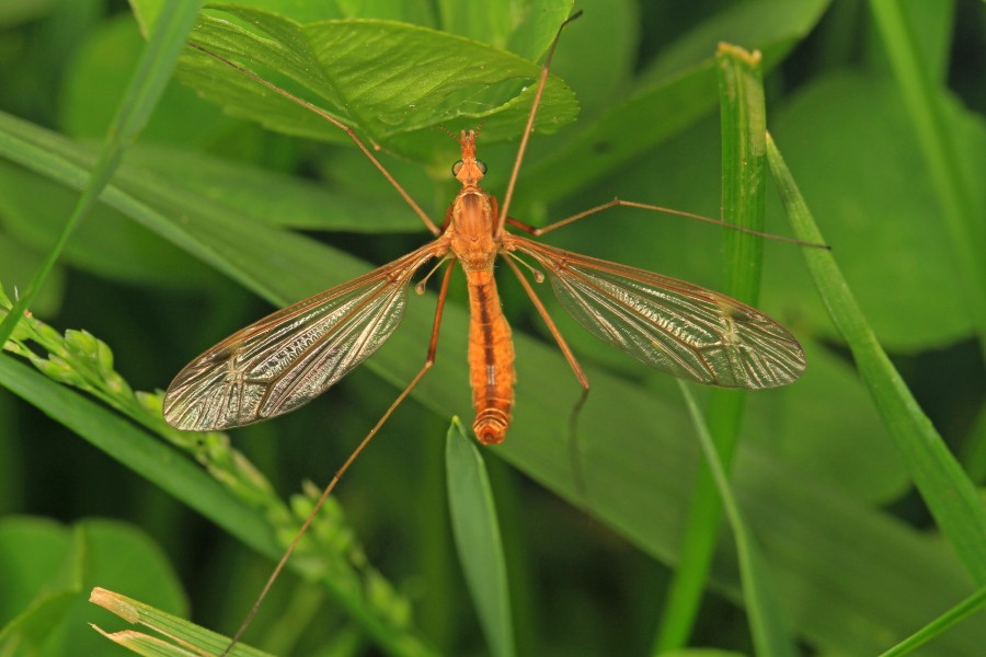 Crane Fly, Jones Preserve, Washington, Virginia