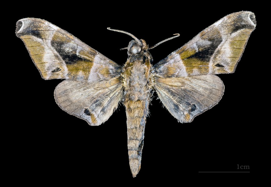 Craspedortha porphyria MHNT CUT 2010 0 99 male Thong Pha Phum National Park Thailand dorsal
