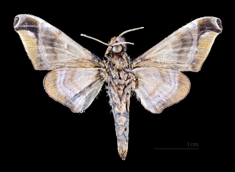 Craspedortha porphyria MHNT CUT 2010 0 99 male Thong Pha Phum National Park Thailand ventral