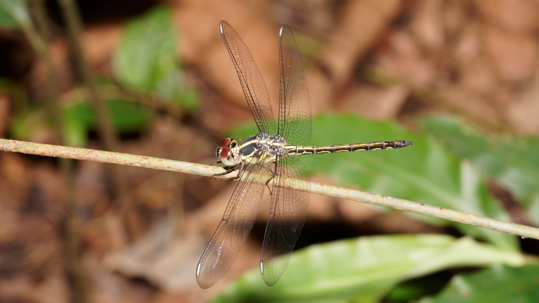 Cratilla lineata-Kadavoor-2016-07-26-001
