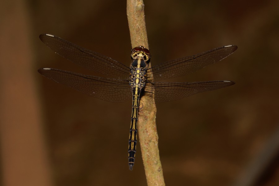 Cratilla lineata-Kadavoor-2016-09-06-003