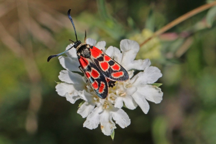 Crepuscular burnet (Zygaena carniolica)