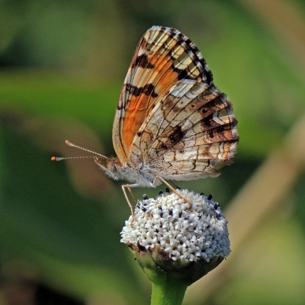 Crescent spot (Phyciodes phaon) underside