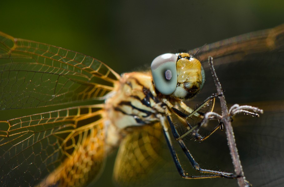 Crimson-marsh-glider-head
