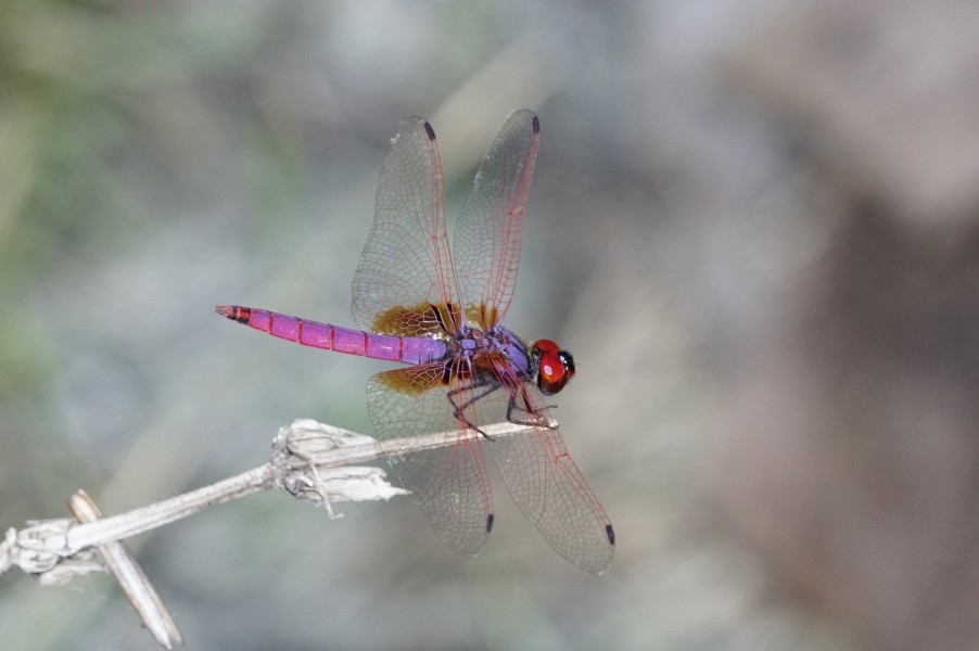 Crimson marsh glider 0949