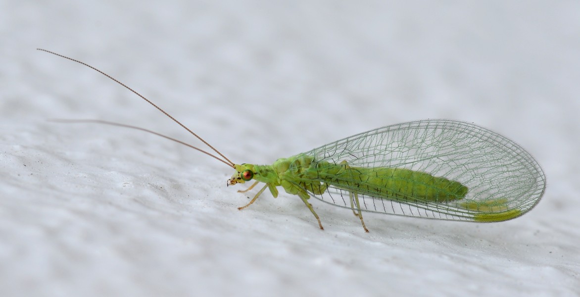 Crisopid July 2013-9a