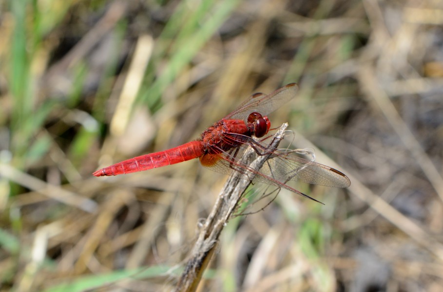 Crocothemis erythraea1