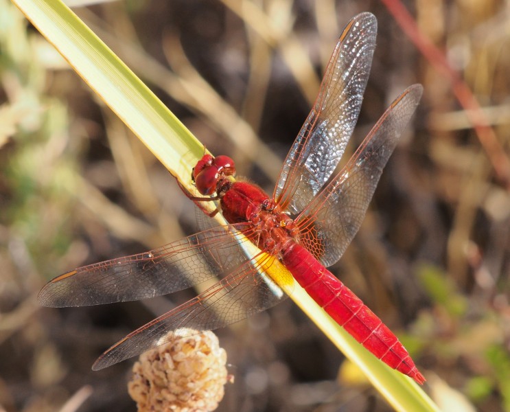Crocothemis erythraea male 20140814