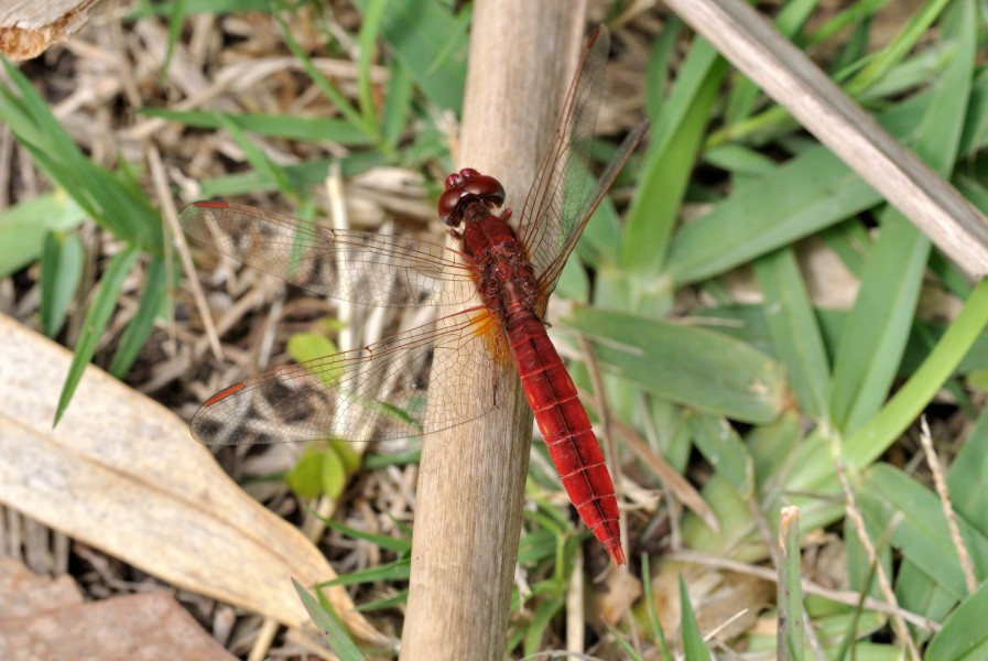 Crocothemis erythraea qtl1