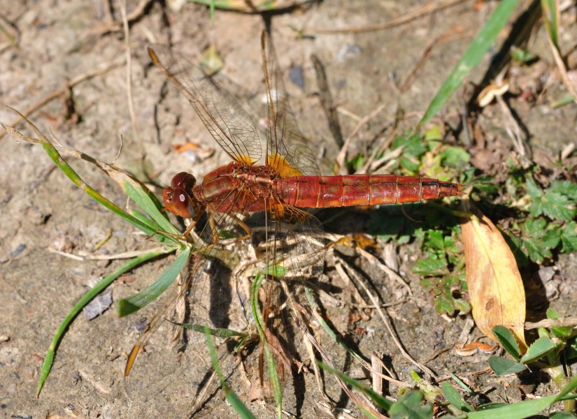 Crocothemis erythraea qtl3