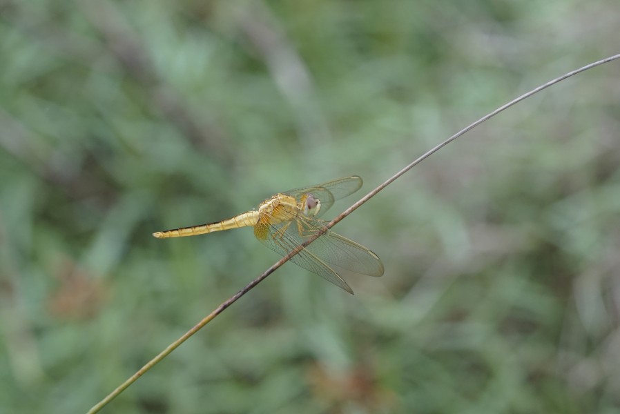Crocothemis servilia 6693