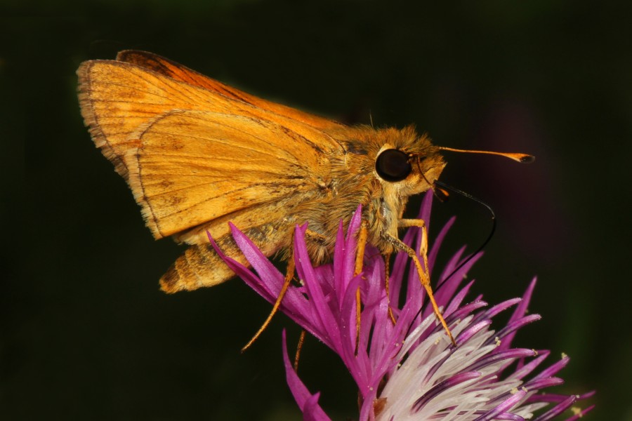 Crossline Skipper? - Polites origenes?, Meadowwood Farm SRMA, Mason Neck, Virginia