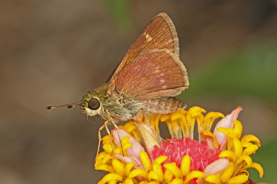 Crossline Skipper - Polites origenes?, Meadowood Farm SRMA, Mason Neck, Virginia