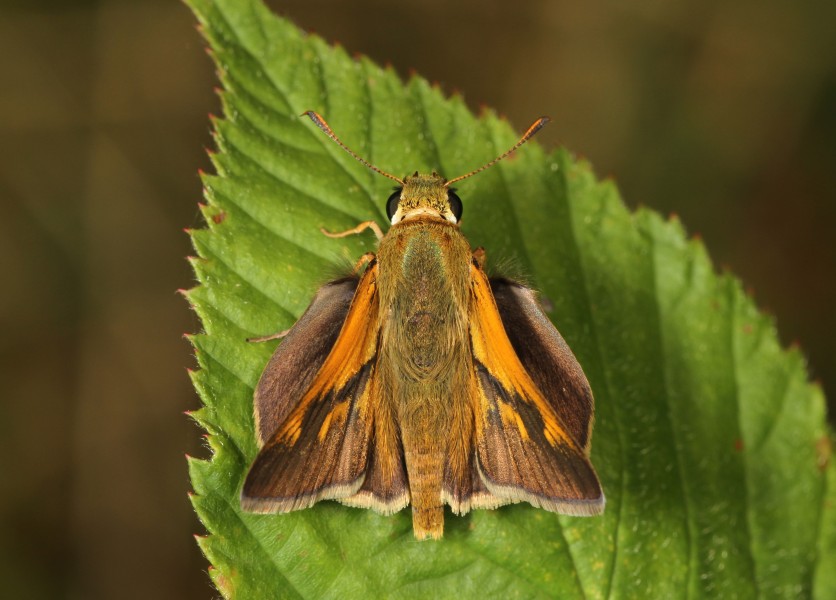 Crossline Skipper - Polites origenes, Julie Metz Wetlands, Woodbridge, Virginia - 19881614764