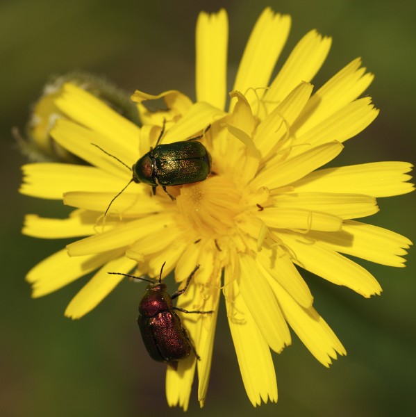 Cryptocephalus sericeus LC0295