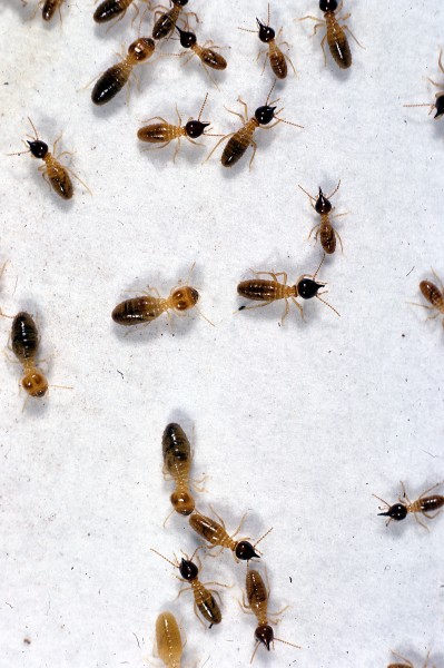 CSIRO ScienceImage 2043 Nasutitermes triodiae termites