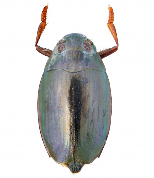 CSIRO ScienceImage 2080 The Whirligig Beetle