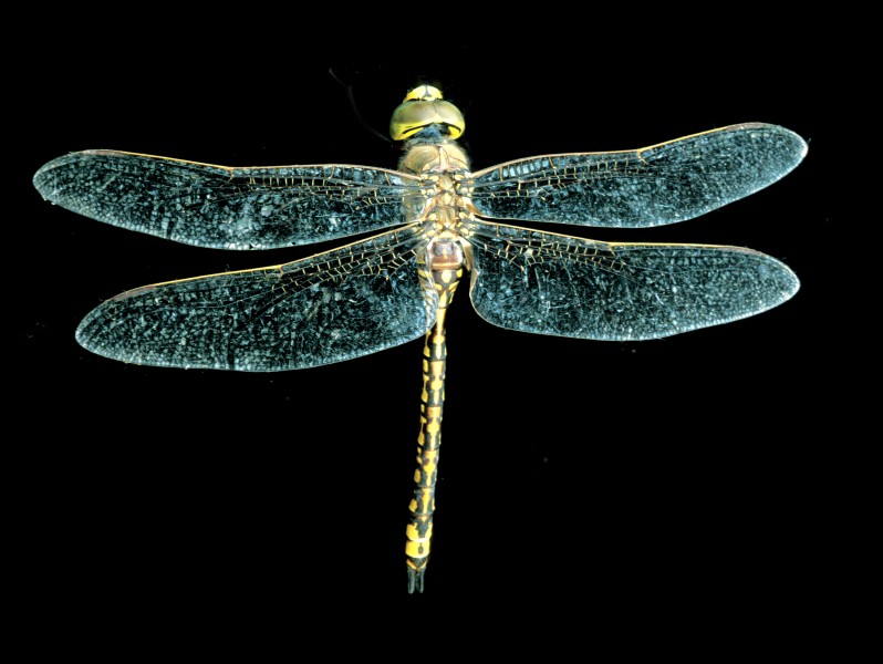 CSIRO ScienceImage 2371 An Adult Dragonfly