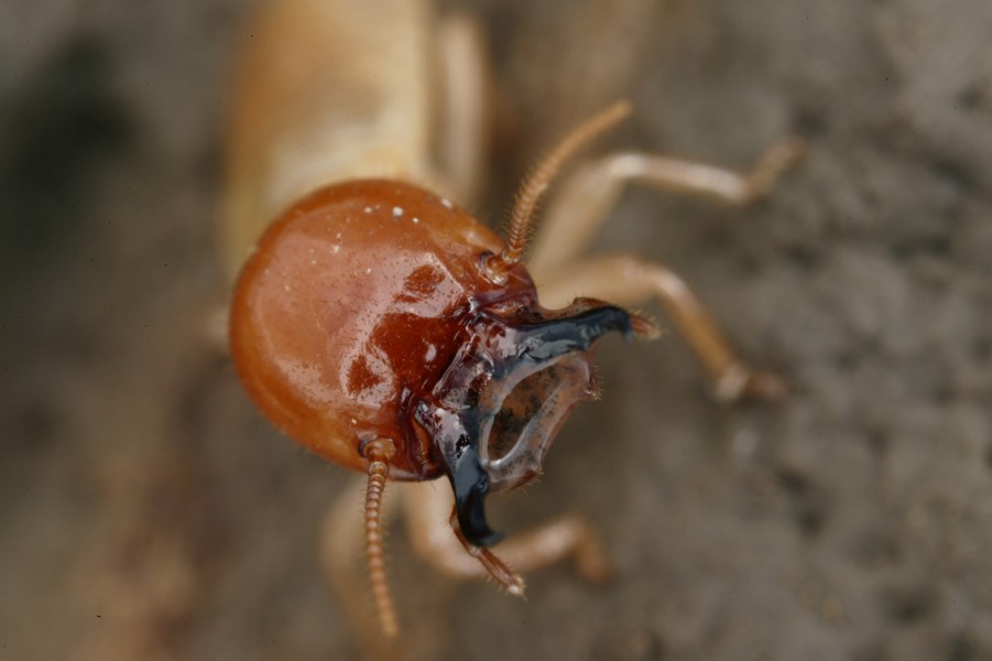CSIRO ScienceImage 3666 Mastotermes darwiniensis Giant Northern Termite