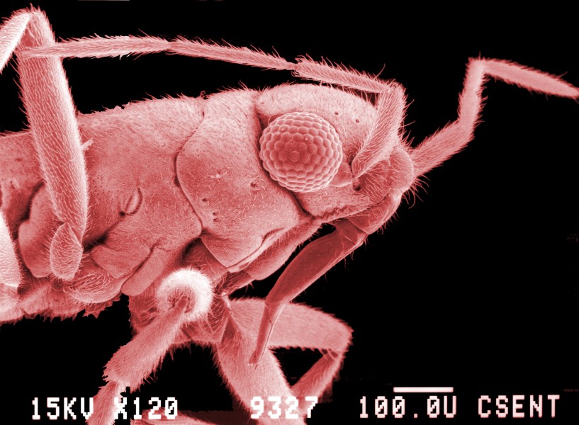 CSIRO ScienceImage 641 Head of the millennium bug Drepanovelia millennium