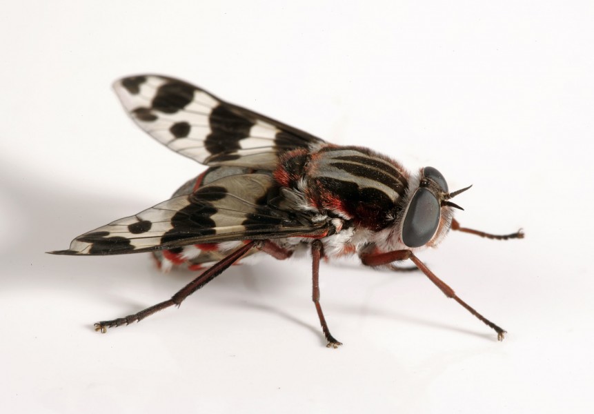 CSIRO ScienceImage 7020 A fly from the Family Pelechorhynchidae nectar and pollen feeders